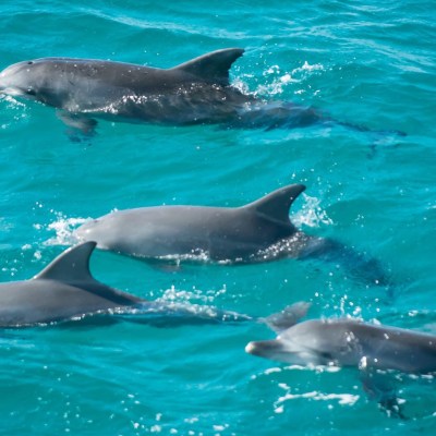 a dolphin swimming in a pool of water