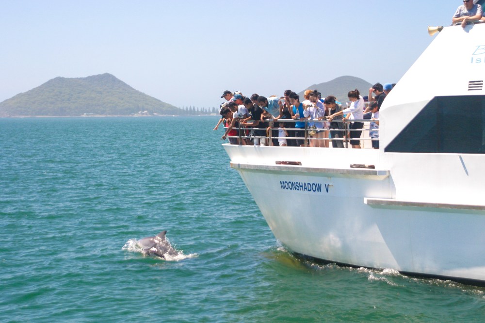 People on a boat watch a dolphin in the water with distant hills in the background.