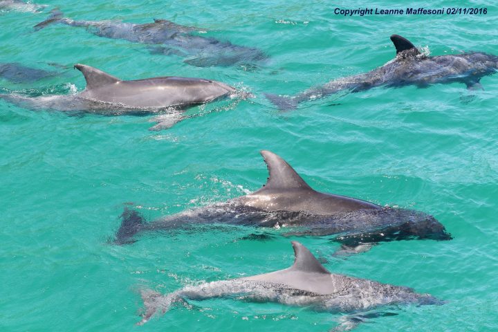 Multiple dolphins swimming in clear turquoise water.