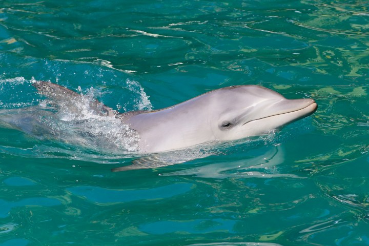 A dolphin swimming with its head above turquoise water.
